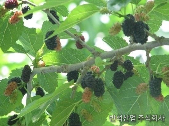 수확망 사용 시 수확이 편리한 오디