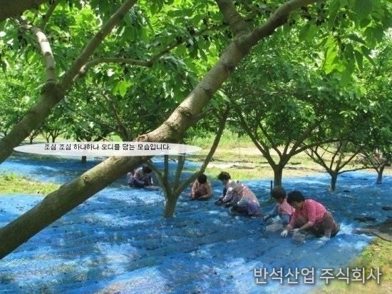 수확망을 사용하여 오디를 수확하는 모습