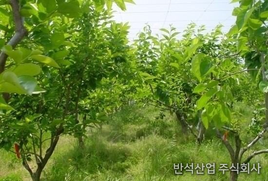 반석 방초망 설치 전 전경 (단감연구소)