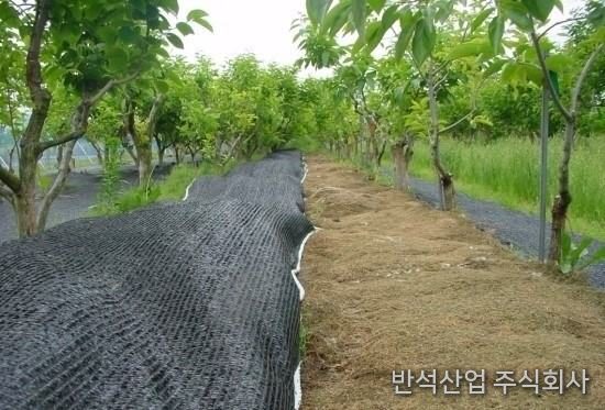 10일 경과 후 5월 20일 결과 확인 (방초망을 반대편으로 걷어내어 이동시킨 상태)